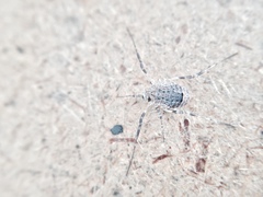 Odiellus spinosus