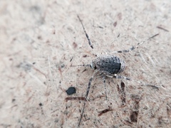 Odiellus spinosus