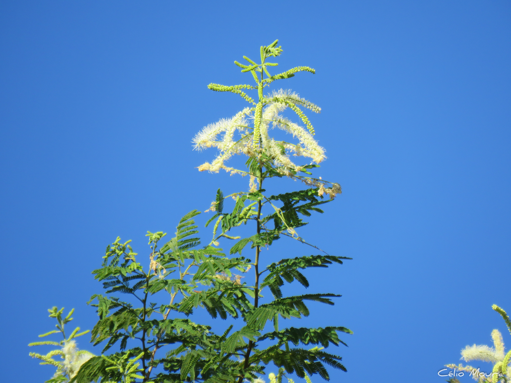 Mimosa arenosa