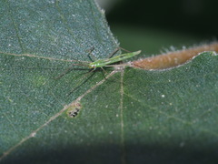 Mecistoscelis scirtetoides