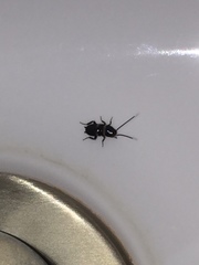 Periplaneta fuliginosa