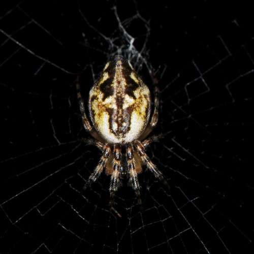 Conical Trashline Orbweaver