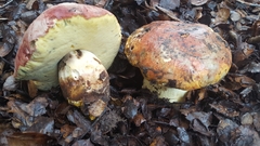 Butyriboletus querciregius