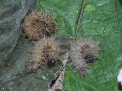 Symbrenthia lilaea formosanus