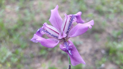 Image of Iris dichotoma by (c) Ochirnima Nimaev, some rights reserved (CC BY)