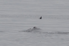 Eubalaena glacialis