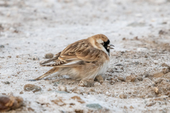 Montifringilla davidiana