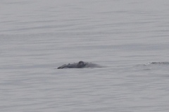 Eubalaena glacialis