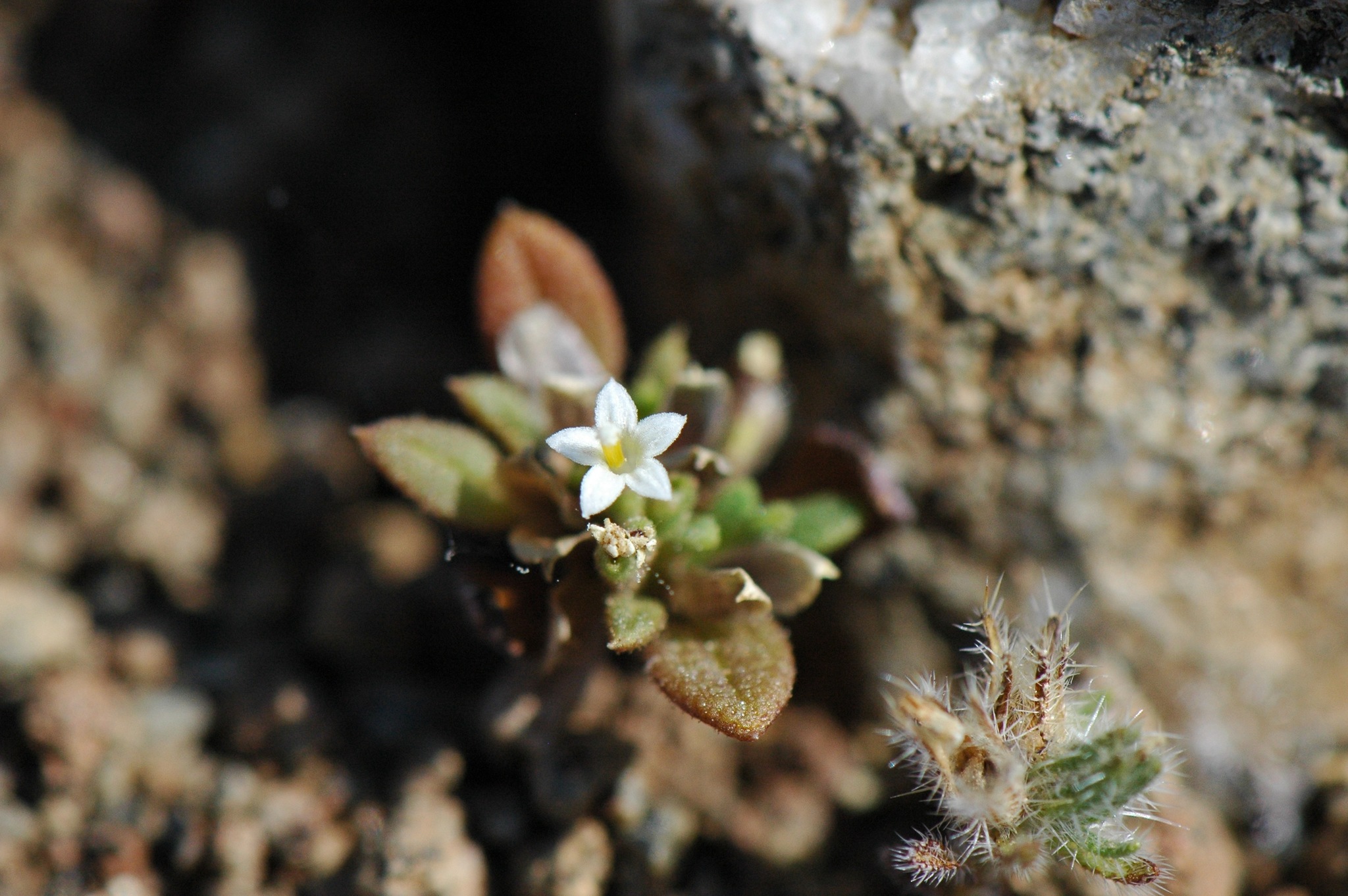 Dimeresia
