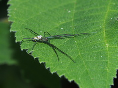 Leucauge blanda