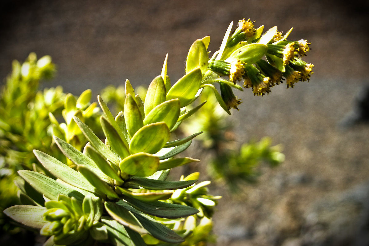 Dubautia menziesii