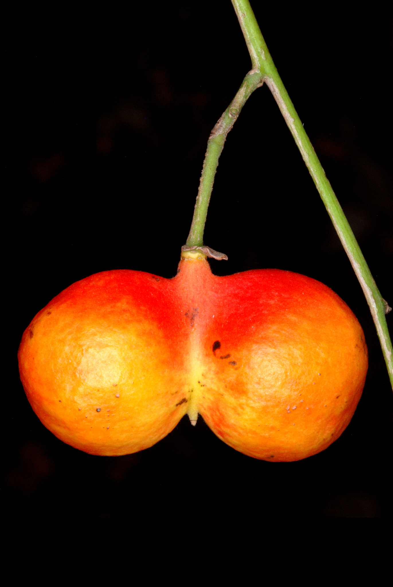 Harpullia