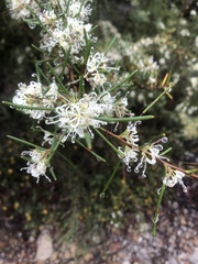 Hakea sericea