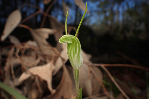 Pterostylis nana R.Br.