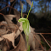 Dwarf Greenhood - Photo (c) Connor Margetts, some rights reserved (CC BY), uploaded by Connor Margetts