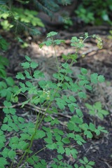 Thalictrum fendleri fendleri
