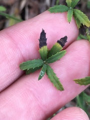 Baccharis plummerae plummerae