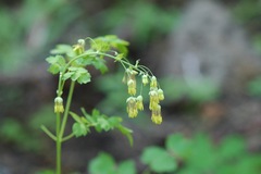 Thalictrum fendleri fendleri