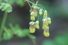 Thalictrum fendleri fendleri