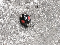 Harmonia axyridis