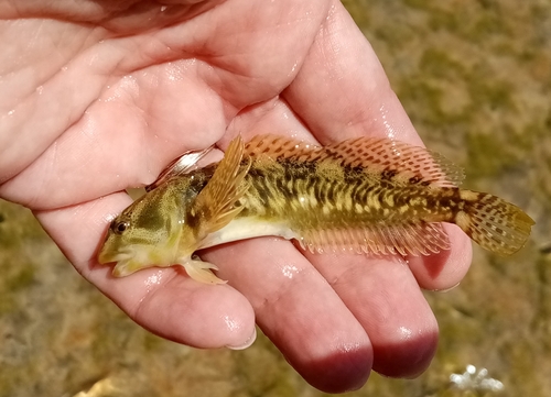 Freshwater blenny (Salaria fluviatilis) — Blenniidae — 2