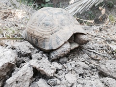 Testudo graeca