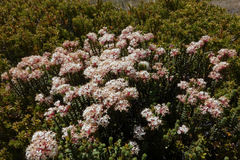 Pimelea traversii traversii