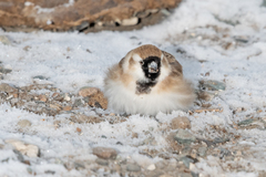 Montifringilla davidiana