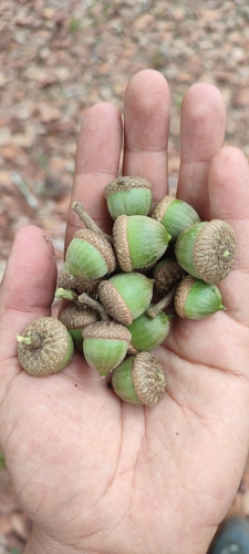 Quercus elliptica
