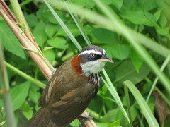 Pomatorhinus musicus