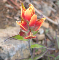 Castilleja elmeri