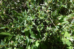 Pimelea pseudolyallii