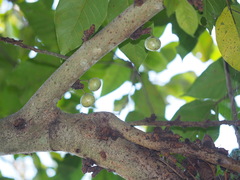 Ficus variegata garciae