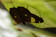 Netrocoryne repanda