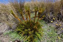 Aciphylla montana