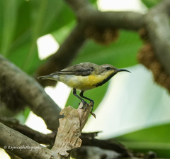 Cinnyris asiaticus