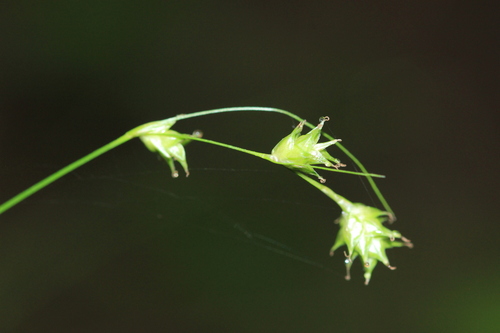 Image of Carex tenera by (c) Quinten Wiegersma, some rights reserved (CC BY)