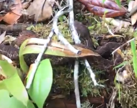Wilson's Montane Pitviper