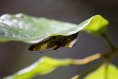 Netrocoryne repanda