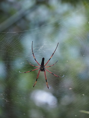 Nephila