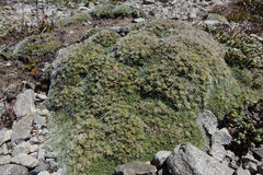 Veronica pulvinaris