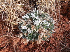Astragalus gilviflorus