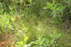 Billings' Sedge (Carex billingsii)