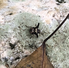 Alcimocoris coronatus