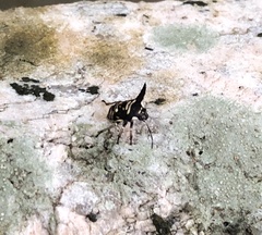 Alcimocoris coronatus