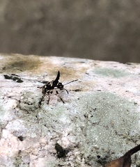 Alcimocoris coronatus