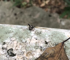 Alcimocoris coronatus