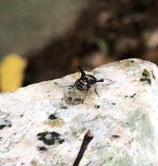 Alcimocoris coronatus