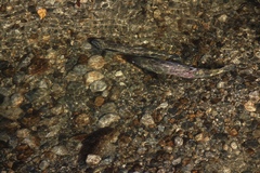Oncorhynchus keta