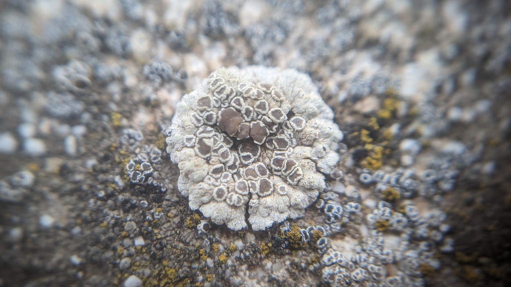 Lecanora pruinosa